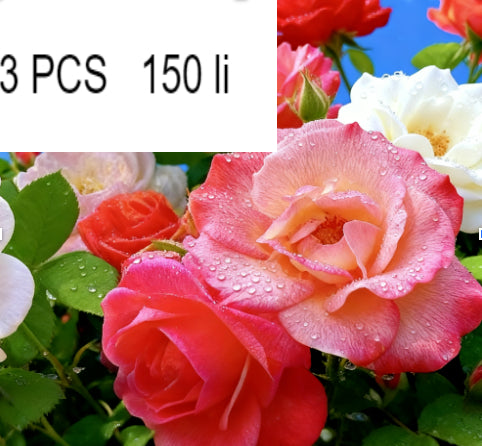 9615e0da271cdbbb384246319f28b828