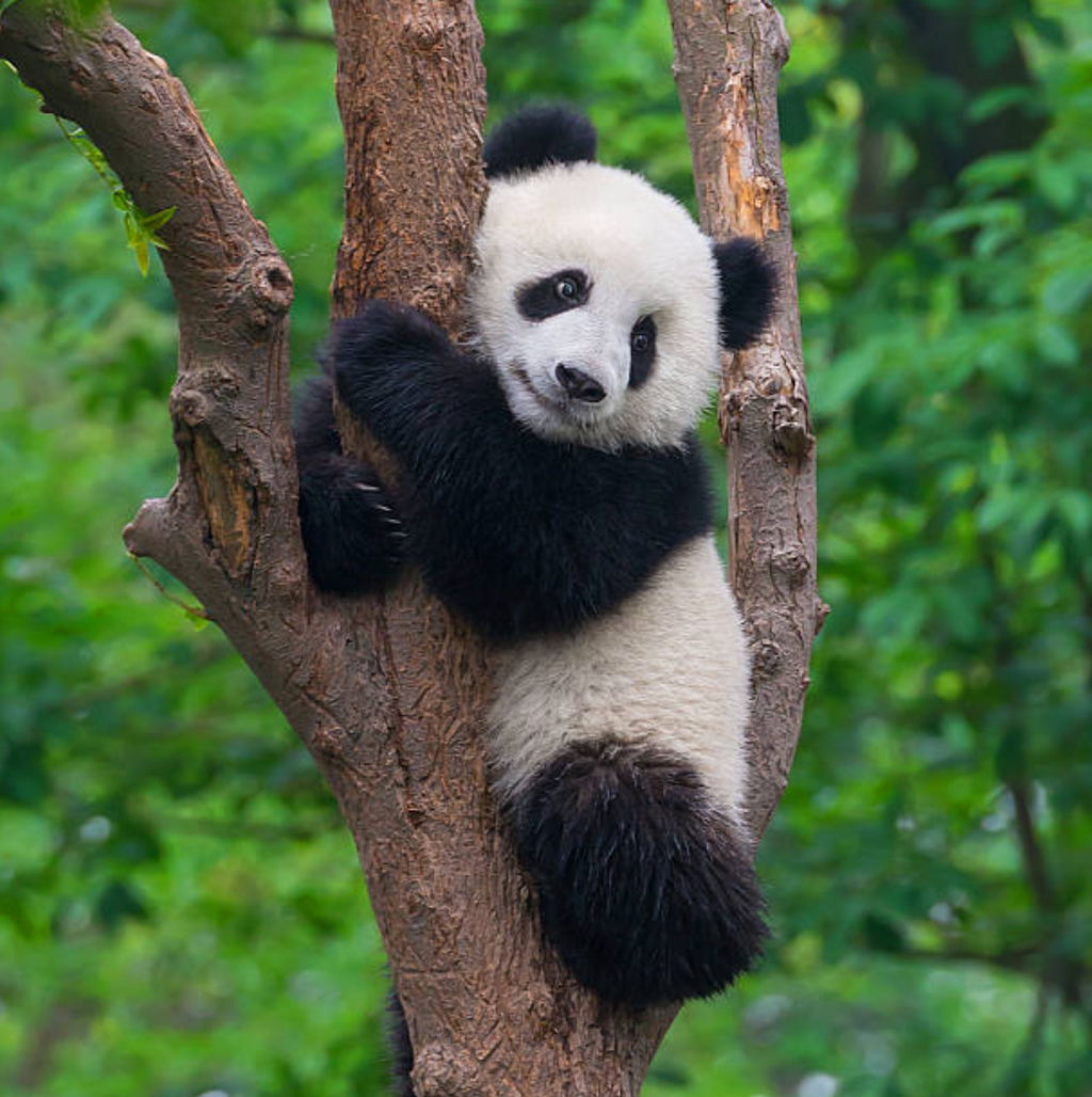 Save the Pandas Charity Donation
