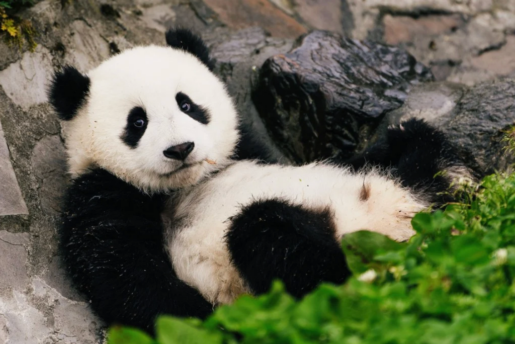 Save the Pandas Charity Donation