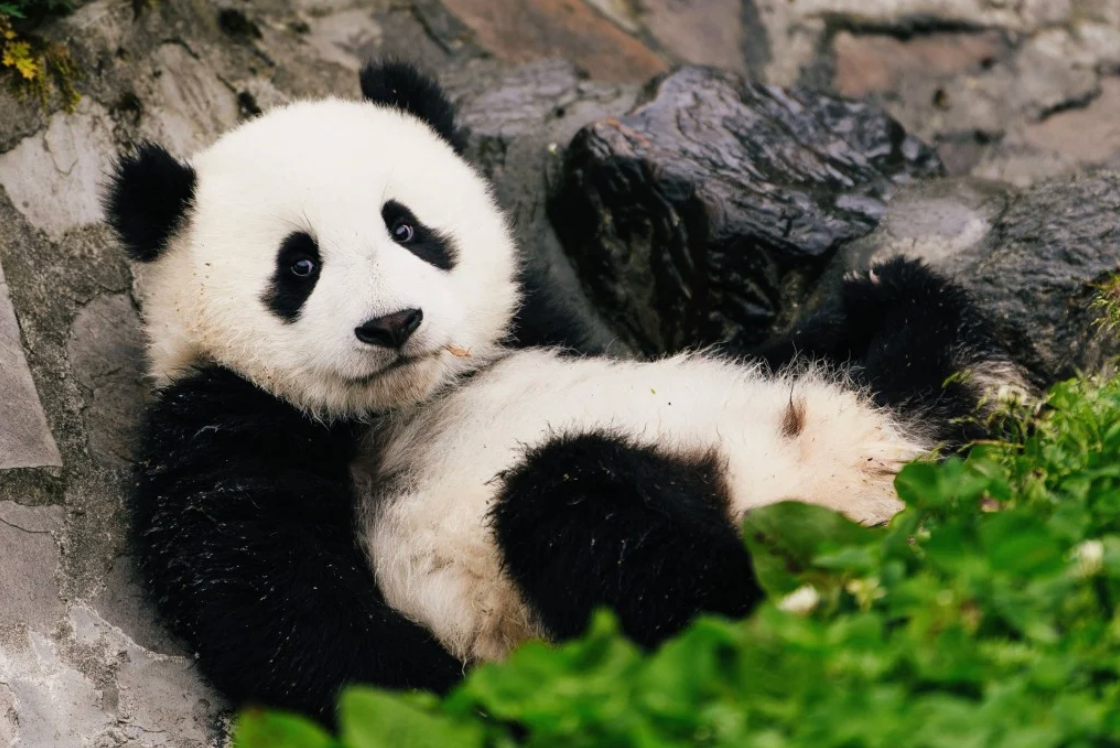 Save the Pandas Charity Donation